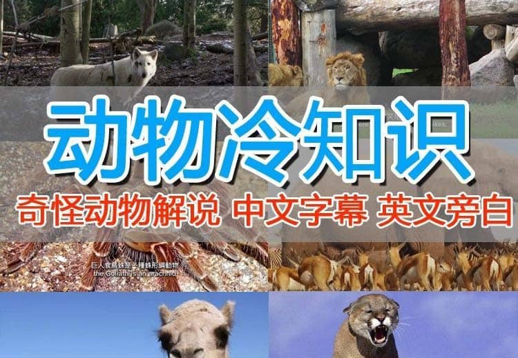外面卖1699的国外纪录片解说（动物解说、美食、动画片）稳过中视频-南风轻创